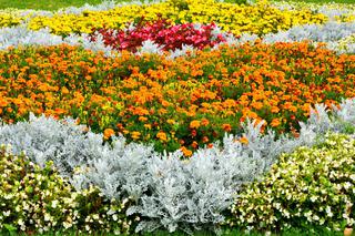Rabaty kwiatowe w ogrodzie – ciekawe pomysły kwietnych wzorów z roślin sezonowych