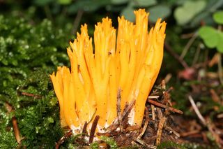 Ten grzyb wyglądem przypomina rafę koralową. Rośnie w polskich lasach i jest jadalny, choć prawie nikt go nie zbiera