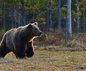 Niedźwiedź zaatakował turystów w Tatrach. 31-letnia kobieta nie żyje
