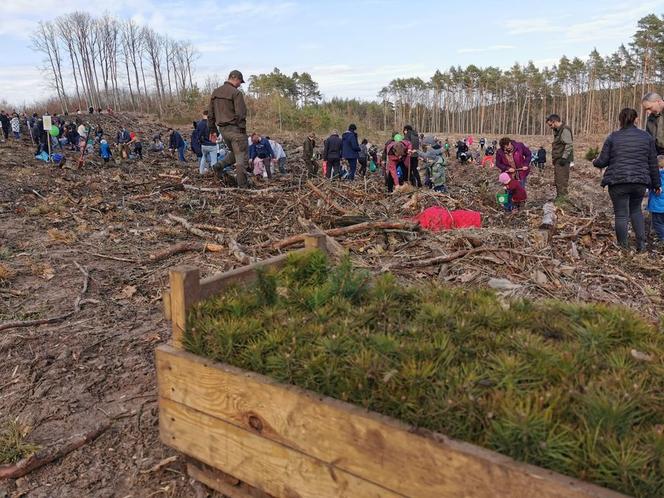 Kilka tysięcy nowych drzew pojawiło się pod Chodzieżą