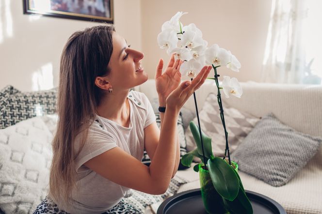 Storczyk nie chce zakwitnąć? Latem zrób mu spa raz w miesiącu, a pędy ugną się od kwiatów