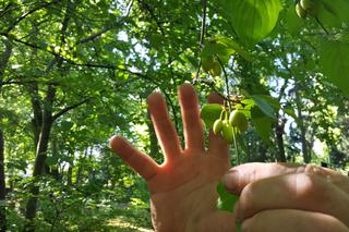 Są kolorowe, pachnące i... smaczne! Ogród Botaniczny zaprasza na jadalne kwiaty