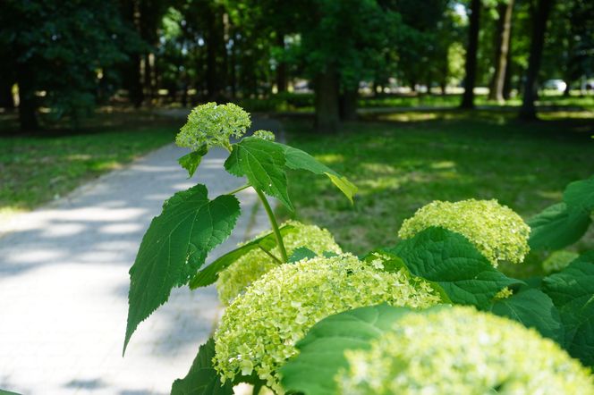 Park Miejski w Sandomierzu