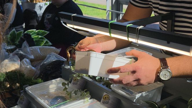 Węże, pająki i dreszczyk emocji w Bydgoszczy! Dragon Expo zachwyciło odwiedzających