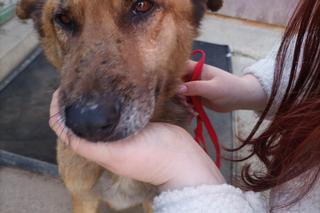 Skrajnie wychudzona suczka w kotłowni w Bisztynku. „Upodlona do granic możliwości”