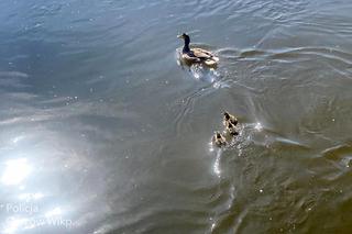 Kacza rodzina w asyście policji trafiła z powrotem do rzeki