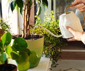 Oto roślina, która przyciąga dobrobyt i pieniądze. Postaw ją na parapecie, a będzie otaczać Cię dobrą energią. Roślina przynosząca szczęście