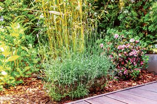 Metamorfoza miejskiego ogródka