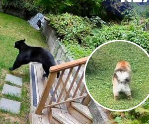 Mały pies z wielkim charakterem. Pomeranian przegonił niedźwiedzia!
