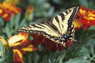 Co zrobić by motyle chętnie odwiedzały ogród