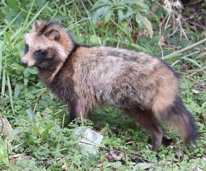 Gatunki inwazyjne na Podkarpaciu. Te obce rośliny i zwierzęta nam zagrażają