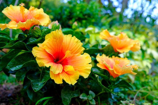 Hibiskus doniczkowy