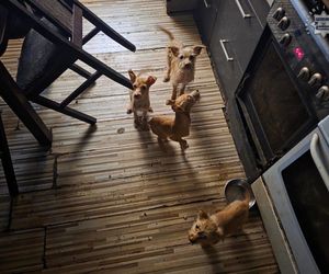 Psy przebywały w koszmarnych warunkach