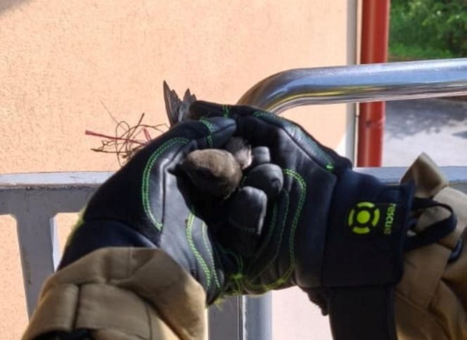 Strażacy uratowali jerzyka