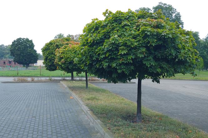 W Głogowie przybędzie drzew