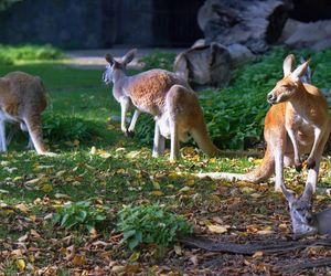 Tajemnicze zgony w zoo. W ciągu zaledwie kilku dni padło 11 kangurów 