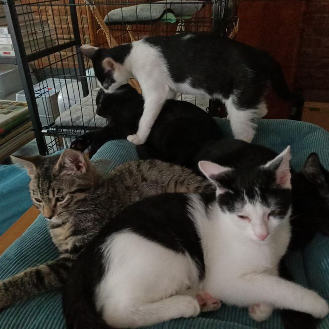 Tramwajowe koty szukają domu. "Fabryka Mruczenia", mały Duńczyk i spółka polecają się do adopcji.