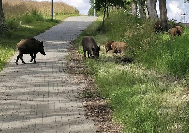 Dziki na trasie pod Olsztynem