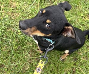 Tak dużo kotów dawno tam nie było. Schronisko w Henrykowie koło Leszna zaprasza na dni otwarte