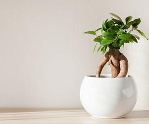 Ficus microcarpa 'Ginseng' 