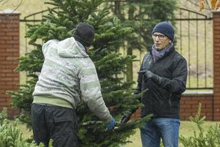 Senator dźwiga choinkę