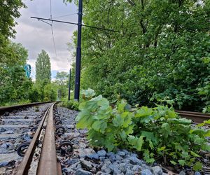 Torowisko tramwajowe na Babiej Wsi w Bydgoszczy zarośnięte chwastami. Tramwaje zniknęły stąd lata temu