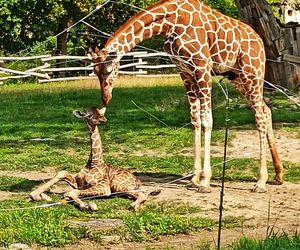 Uroczy maluszek w Śląskim Ogrodzie Zoologicznym. Na świat przyszła mała żyrafa