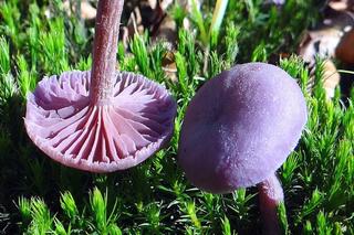  Najdziwniejszy grzyb w polskich lasach. Jest jadalny i zmienia kolor