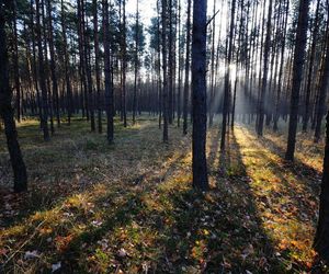 Krupski Młyn najbardziej zalesioną gminą w Polsce