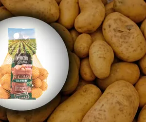 GIS wycofuje ziemniaki z Lidla na Lubelszczyźnie. Jeśli masz je w domu, koniecznie zwróć je do sklepu!