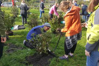 Pastwisko dla koni w Sosnowcu