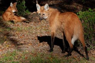 Krakowskie ZOO będzie oszczędzać, ale nie ma zamiaru zamknąć się na mieszkańców