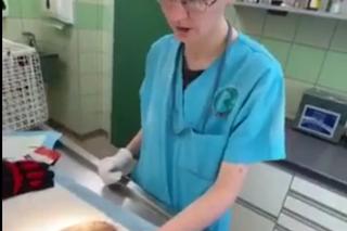 Jeżyk uczulony na sianko