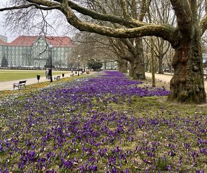 Krokusy w Szczecinie 