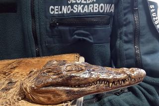 Chciał przewieźć torbę z chronionego gatunku krokodyla