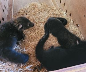 Baby book w łódzim ZOO. Poznajcie nowych, wyjątkowych lokatorów [ZDJĘCIA] 