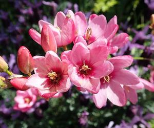 Najpiękniejsze kwiaty cebulowe na wiosnę. Przyozdobisz nimi parapet