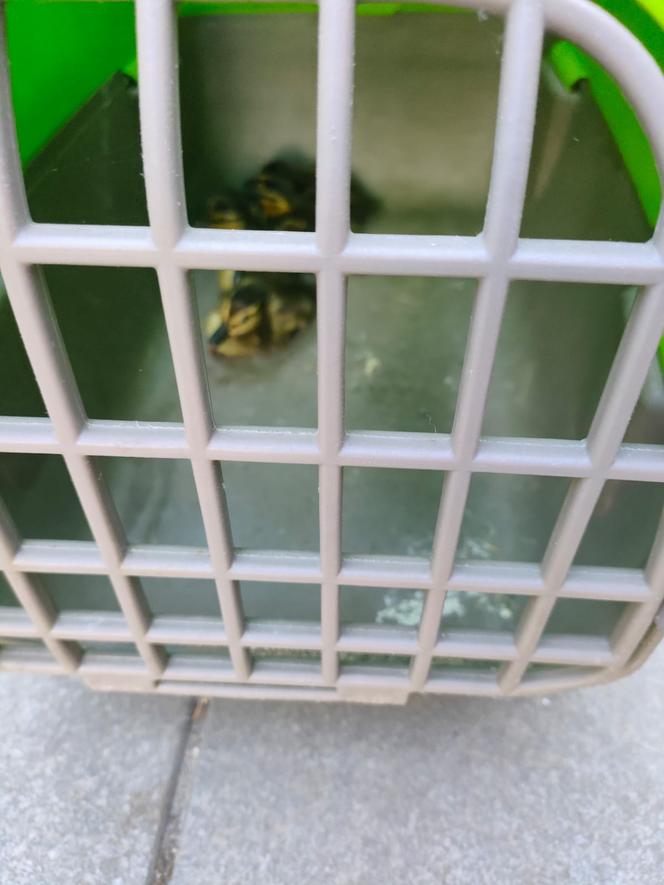 Strażacy interweniowali na rynku w Katowicach. Zabrali kaczą rodzinę w bezpieczne miejsce