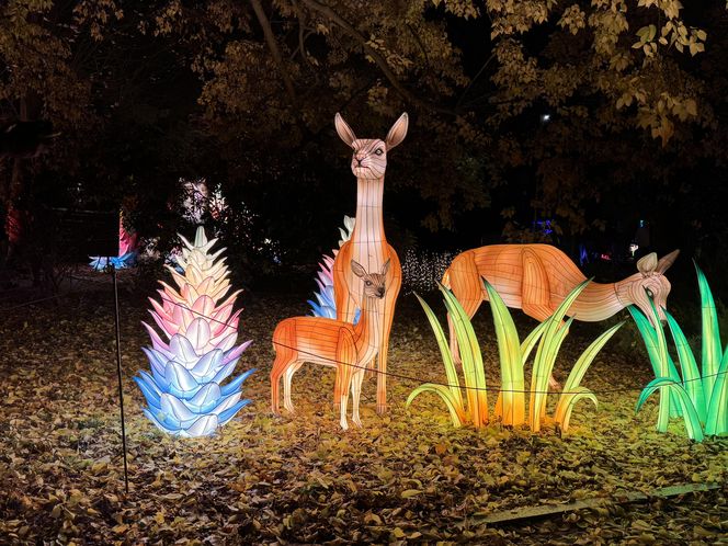 Garden of Lights we Wrocławiu