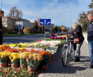 Przygotowania do Wszystkich Świętych Zamość