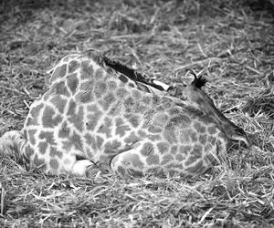 Wielki smutek w poznańskim zoo. Nie udało się go uratować