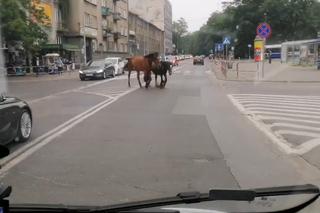 Po Krakowie z rana biegały konie. Wyjątkowa akcja w centrum miasta [WIDEO]
