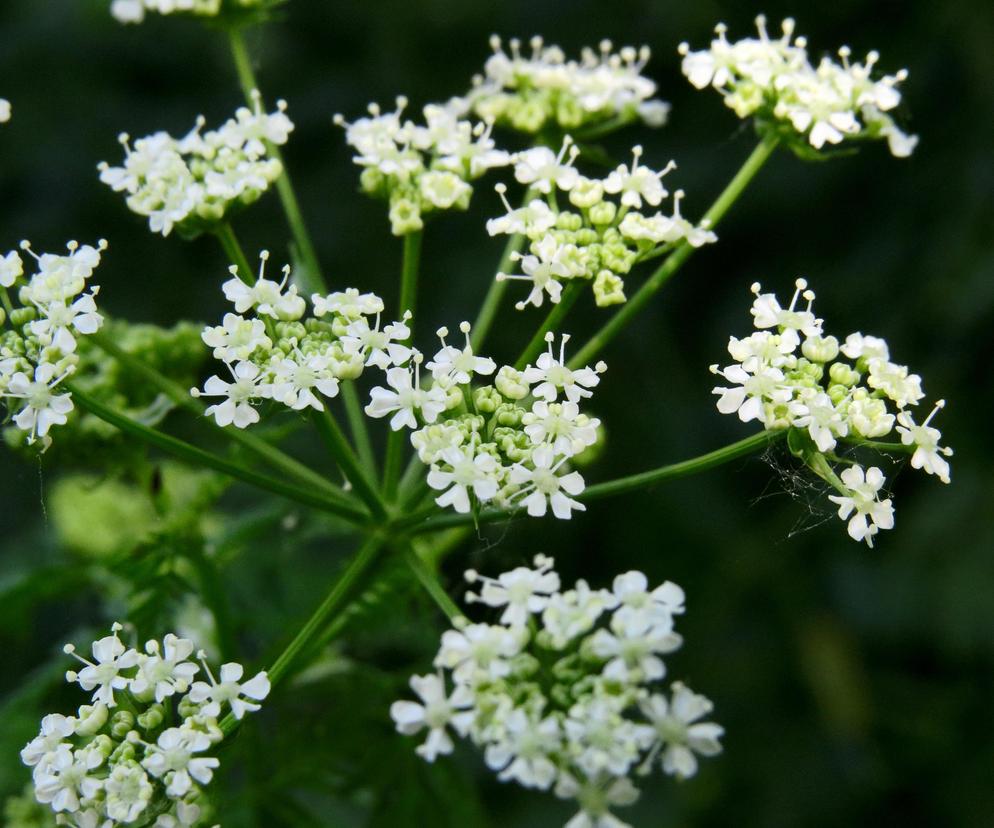 Ta roślina jest śmiertelnie niebezpieczna. „Świńska wesz” już niedługo pojawi się wszędzie!