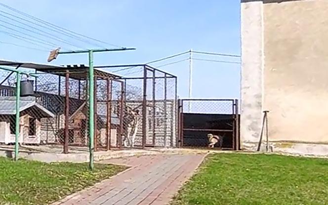 Ksiądz zrozumiał jaką krzywdę wyrządził psu
