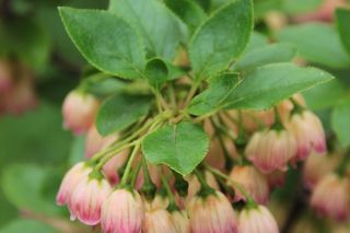 Enkiant dzwonkowaty - Enkianthus campanulatus