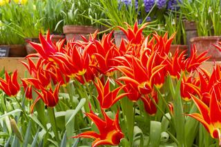 Tulipany liliokształtne - charakterystyka, zastosowanie, odmiany