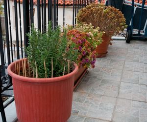 Top 5 niezniszczalnych krzewów na balkon i taras odpornych na suszę