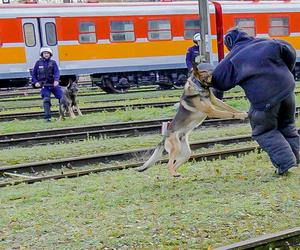 Demolka pociągu w Iławie. Stu policjantów w akcji