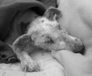 Wyrzuciła Munia z balkonu. Teraz pójdzie do więzienia