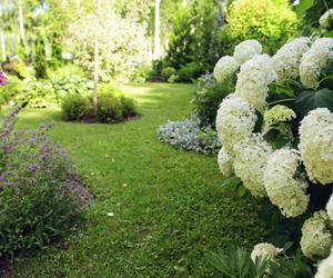 Hortensja drzewiasta 'Anabelle'